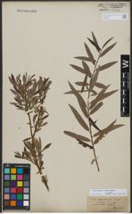 Foto von Salix triandra L. x Salix viminalis L.